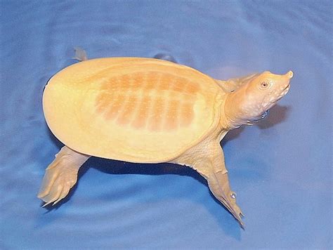 Albino Chinese Softshell Turtles For Sale The Turtle Source