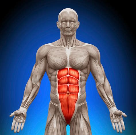 Body Facts The Abdominal Muscles And Their Function ~ Fitness For Muscle