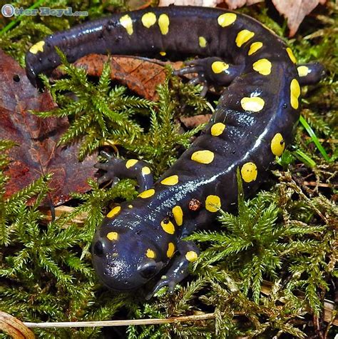 Yellow Spotted Salamander In Muskoka Otter Boyd