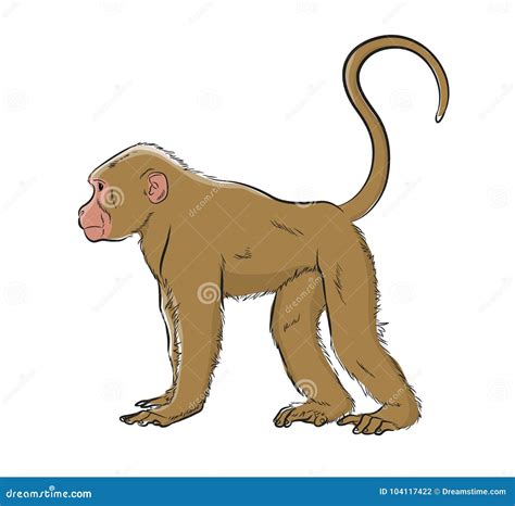 Monkey Vector Illustration Stock Vector Illustration Of Monkey 104117422