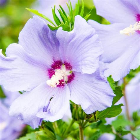 Spring Hill Nurseries Blue 4 In Hawaii Rose Of Sharon Althea Flowering