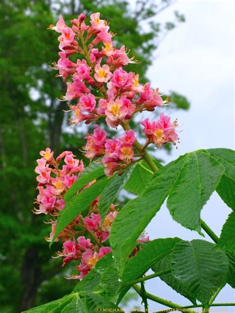 Any one of 17 different types of flowering trees can create a focal point in your yard; » Pretty in Pink: The Red Horse Chestnut, Aesculus x ...