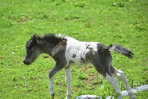 Funny Black And White Mini Horse Foal Making His Way Photograph By