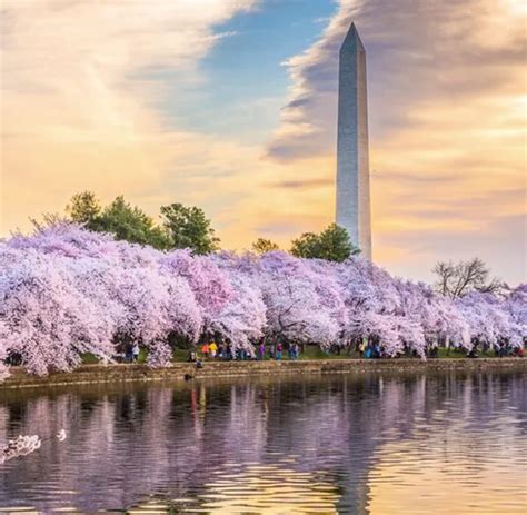 Washington Dc Cherry Blossom Festival 2023 Bus Trip Sublime Tours