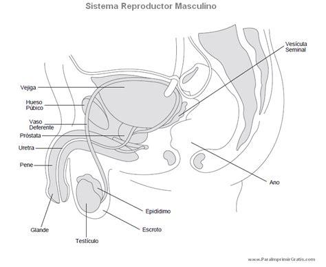 Sistema Reproductor Masculino Aparato Reproductor Aparatos Del Cuerpo