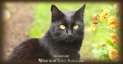 Black Cat Symbolism And Meaning Black Cat Spirit Totem And Power Animal