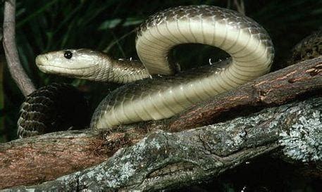Technisch sind schlangen nicht giftig, sondern ihr gift tötet dich. Die gefährlichsten Schlangen der Welt. Was ist die ...