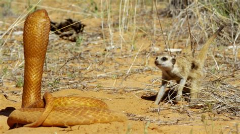 Spy In The Wild Fearless Meerkat Takes On Spy Cobra Nature Pbs