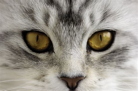 Image Cats Eyes Nose Macro Photography Animal Closeup Staring