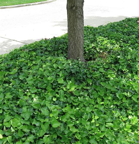 English Ivy Hedera Helix Groundcover 100 Rooted Cuttings