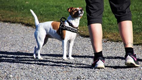 Training Your Dog Correction Vs Punishment Gulf Coast K9 Dog Training