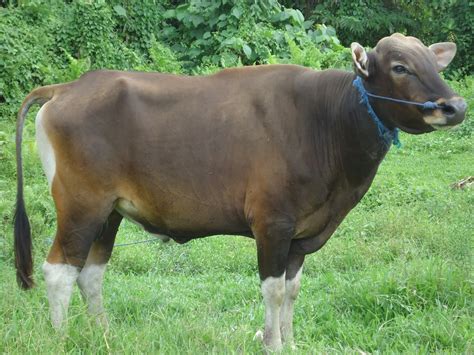 Gambar Perbedaan Sapi Lembu Wongpati Bali Gambar Kambing Kerbau Di