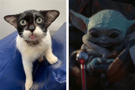 Adorable Cat Goes Viral For Her Resemblance To Baby Yoda Inside The