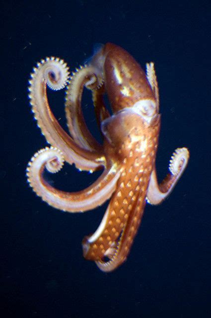 Jewel Squid Submarine Ride 2540 Feet Ocean Creatures