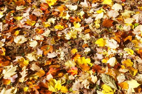Detail Autumn Leaves On The Forest Floor Stock Photo Image Of Tree
