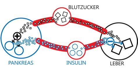 Alle verfügbaren insulinpräparate werden in drei arten unterteilt (abhängig von der wirkdauer und dem beginn der therapeutischen wirkung) Dr.med. Jutta Karl - Fachärztin für Allgemeinmedizin - Insulin