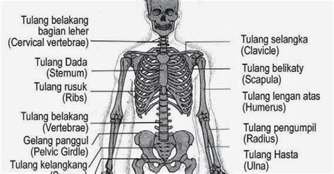 Pada penelitian ini, peneliti mengumpulkan data dari dokumen wali kelas. Ala Pelajar: Materi dan Latihan Sistem Gerak Kelas XI