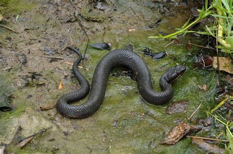 Rock Boot Water Moccasin Western Cottonmouth Agkistrodon Flickr