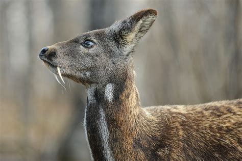 Vampire Deer 5 South Korean Animals You May See At The 2018 Winter