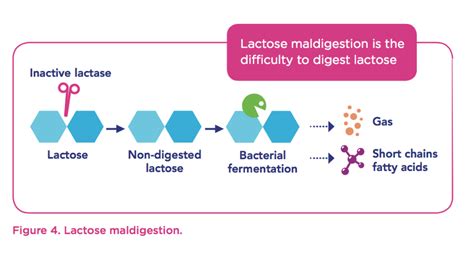 This form of lactose intolerance occurs when your small intestine decreases lactase production after an illness, injury or surgery involving your small intestine. Lactase activity - Yogurt in Nutrition