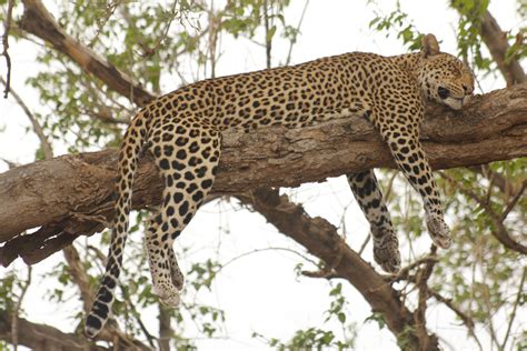 Botswana Predator Safari Encounter The Wild