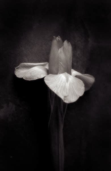 Still 1 Fine Art Flower Photographs By Christopher John Ball