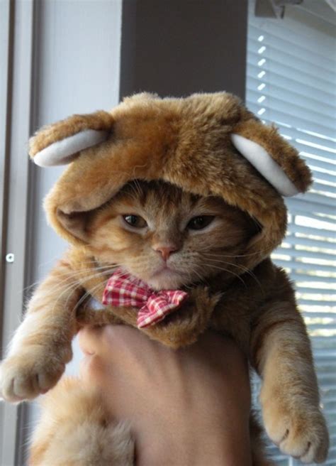 16 People Dressed Up As Animals In Costume Pet Costumes Cats