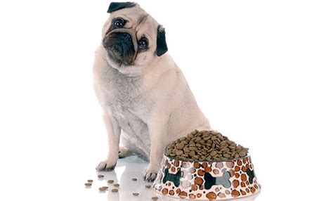 Feeding Your Dog How To Feed A Pug Pettime