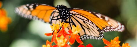 Whats Causing The Decline In Monarch Butterfly Populations
