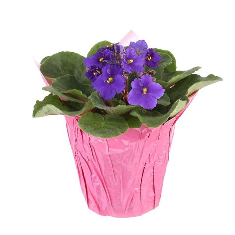 Costa Farms 4 In African Violet Plant Mb4v The Home Depot
