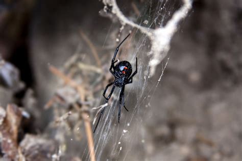 Black Widow Spider Facts Latrodectus Mactans