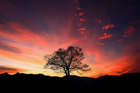 Wallpaper Sunset Tree Clouds Sky Horizon Hd