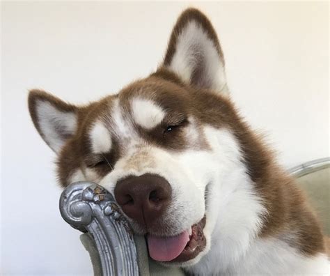 Below you will find a list of husky breeders located in connecticut. View Breeder Profile: Sharberian Husky Dog Breeder near ...