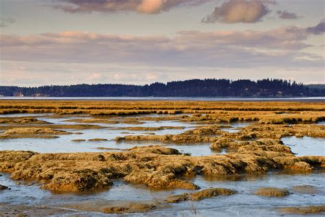 Nisqually Delta At Sunset Stock Photo Download Image Now Istock