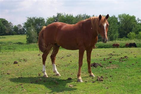 Horse Pasture Management Managing Horses On Summer Pastures Triple