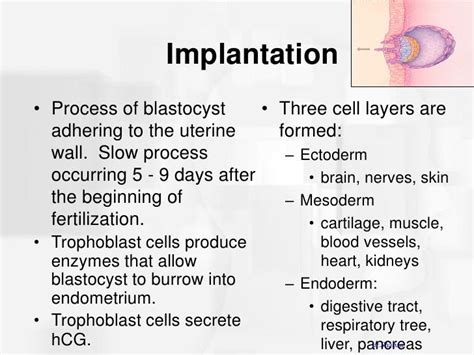 How Long Does Implantation Last