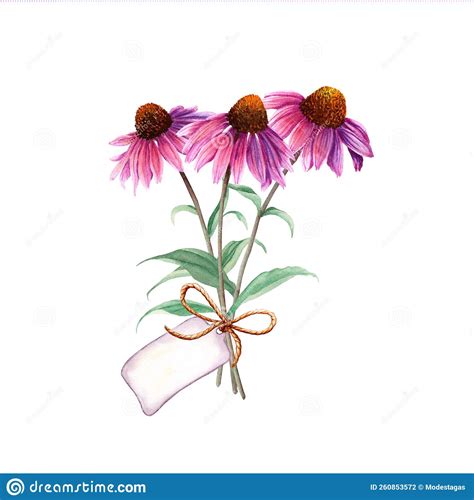 Herb Flower Echinacea Bouquet With Label Watercolor Illustration