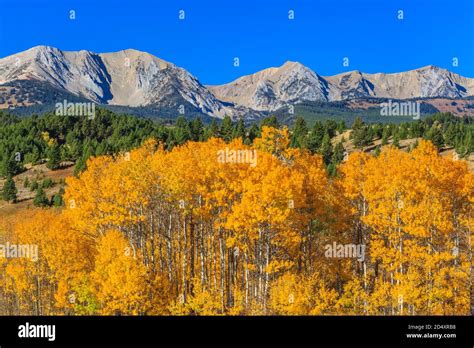 Aspen In Fall Color Below The Bridger Mountains Near Wilsall Montana