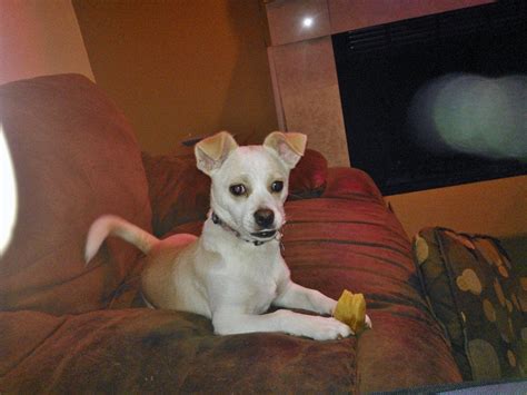 My 1 Year Old Jack Russellchihuahua Mix Rocky Jackrussellterrier