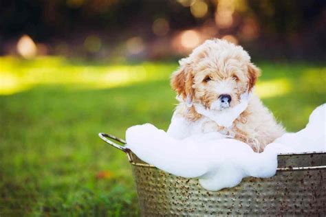 Baby shampoo is the only safe alternative where human shampoo is concerned, unless you use a shampoo specifically formulated for dogs. How Often Can You Bathe A Goldendoodle Puppy ...