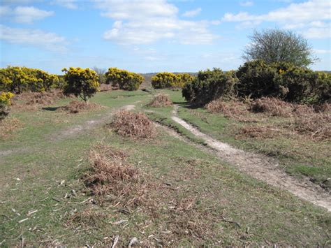 Whitefield Moor New Forest Area Information Map Walks And More