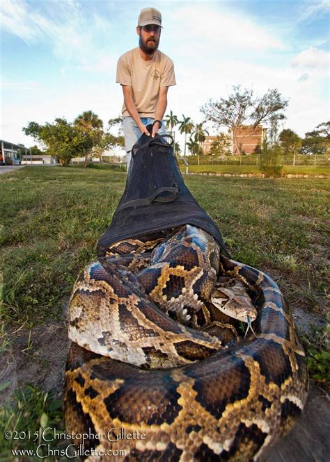 Enorme Serpiente Pitón Capturada En Los Pantanos Everglades De Florida
