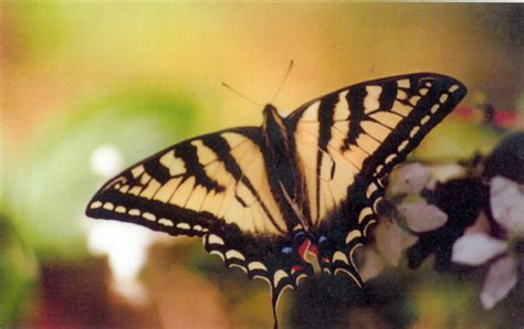 Mike Macdonalds Butterfly Garden Revisited Msvu Art Gallery