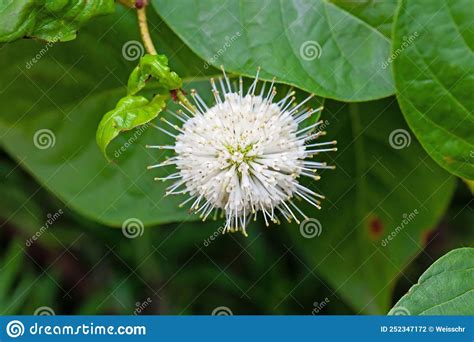 Flower Of A Buttonbush Cephalanthus Occidentalis Stock Photo Image