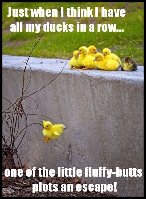 Ducks In A Row Teacher Humor Funny Memes Hilarious