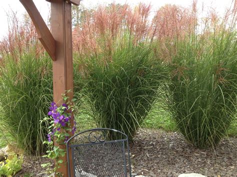 How To Easily Divide And Transplant Ornamental Grasses Ornamental