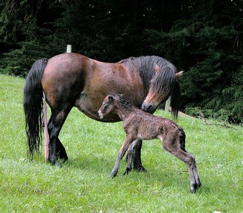 dartmoor foal horse  photo  pixabay