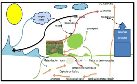 BiologÍa Ambiental Ciclos Biogeoquimicos