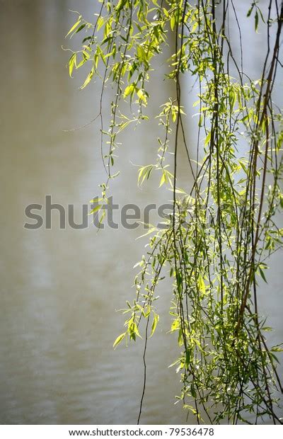 Branches Weeping Willow Tree Hang Down Stock Photo Edit Now 79536478