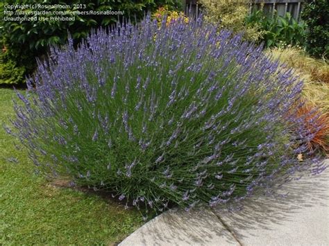 Plantfiles Pictures Lavandula Hybrid Lavender Hedge Lavender Grosso